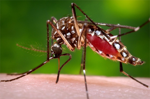  Cách đuổi và diệt muỗi cách hiệu quả để phòng chánh sốt xuất huyết và các bệnh lây truyền từ muỗi